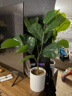 Decor plant