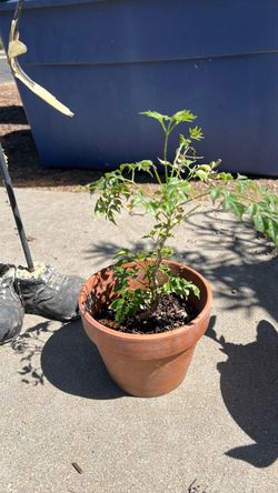 Plant 🪴