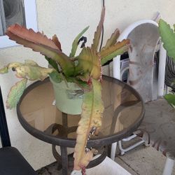 Epiphyllum Red Flowers Pot 33$