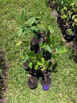 *$3 to $7* Jatropha Plants 🔻See Below 🔻Hummingbirds & Butterflies Love It | Tree | Bush