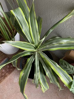 Dracaena Palm plant tropical houseplant two tone color