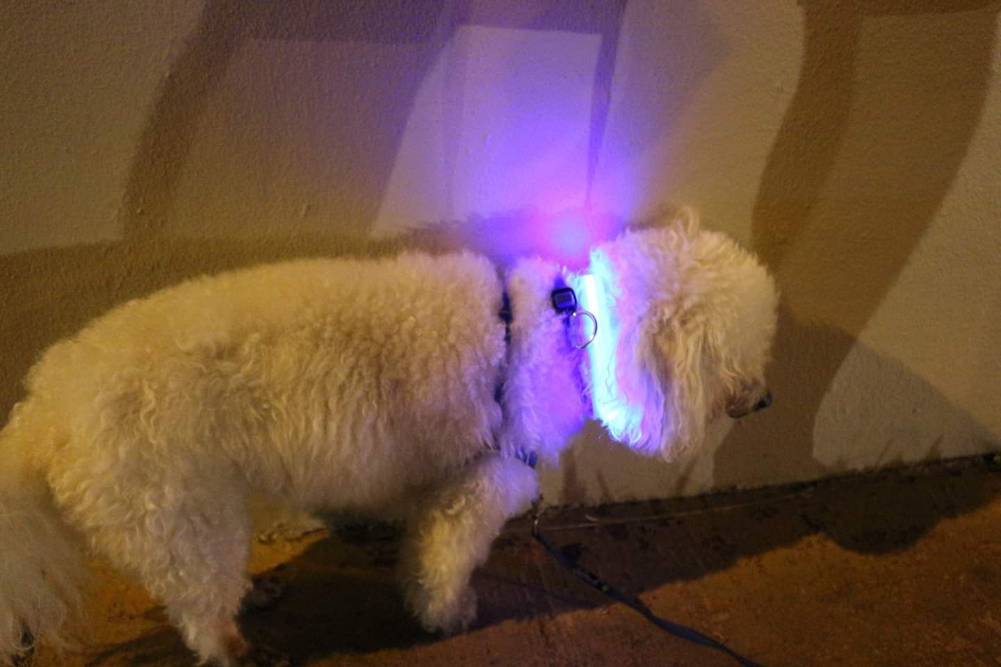 Blue LED dog collar and light ball - small/medium