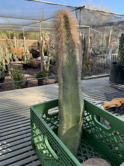 Woolly Cactus  19 Inch Tall