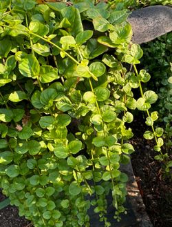 Outdoor Plants