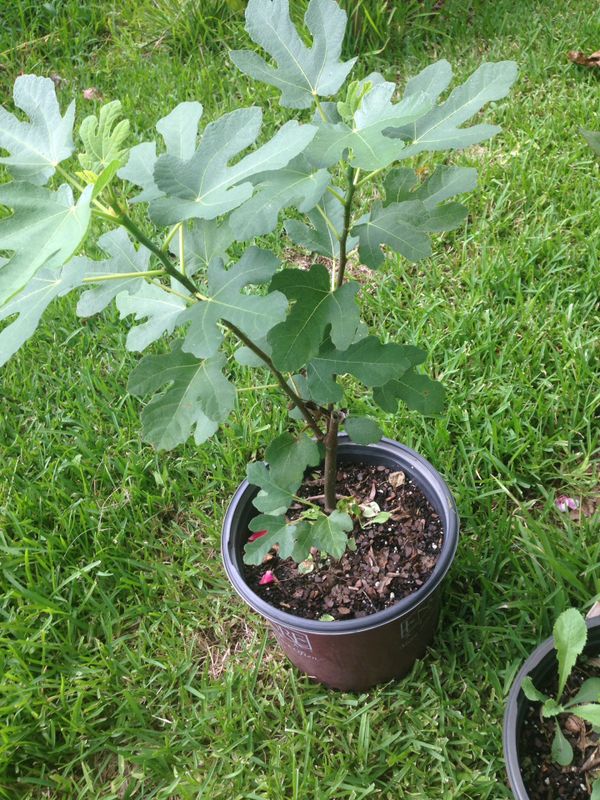 Fig Trees For Sale change comin Fig Trees For Sale change comin