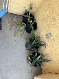 Agave plants all for $10