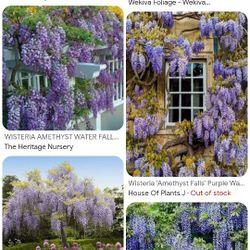 Wisteria Amethyst Water Fall