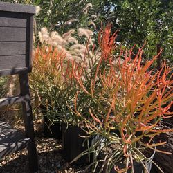 Fire Pencil Plant / Fire Stick Plant