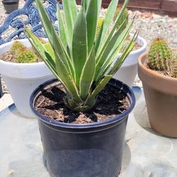 9" Agave Plant