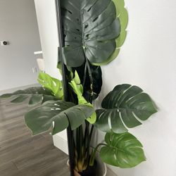 monstera plant