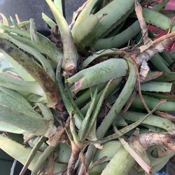 Aloe Verá Plants 