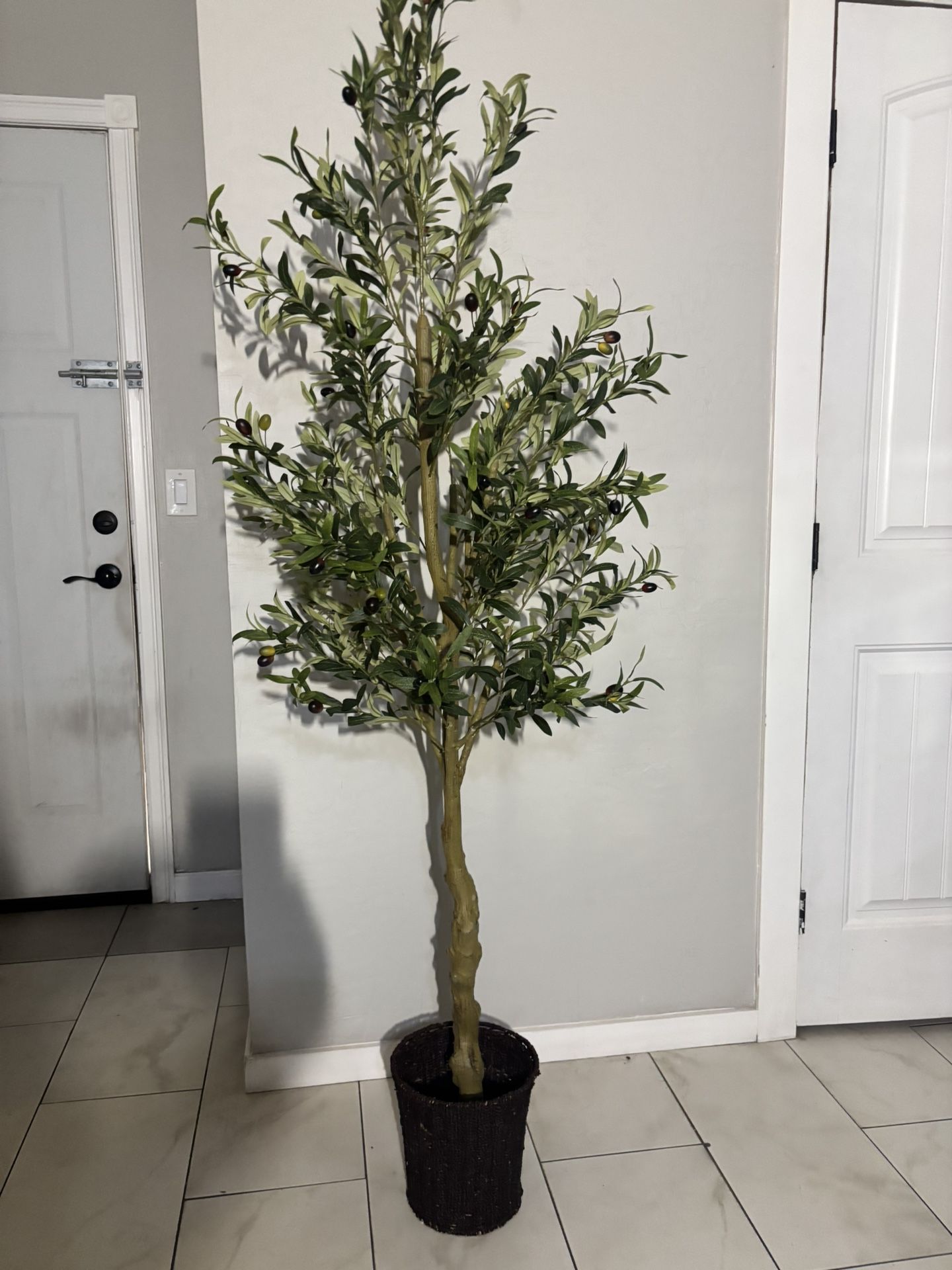 6ft Olive Tree With Basket