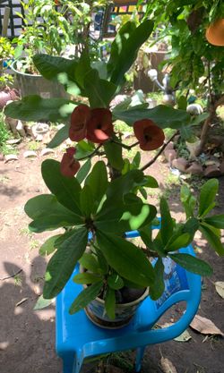 Corona de cristo plant only $ 25 is about 36 inches high with the pot