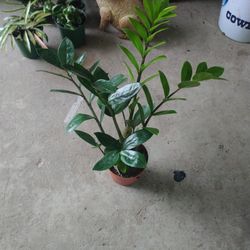 ZZ Plant 