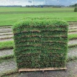 Fresh St. Augustine SOD☀️ $159.99 