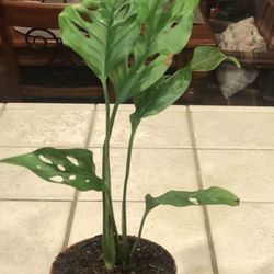 $5 Swiss cheese plant