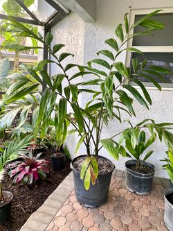 Triple Chambeyronia macrocarpa (Flamethower Palm)