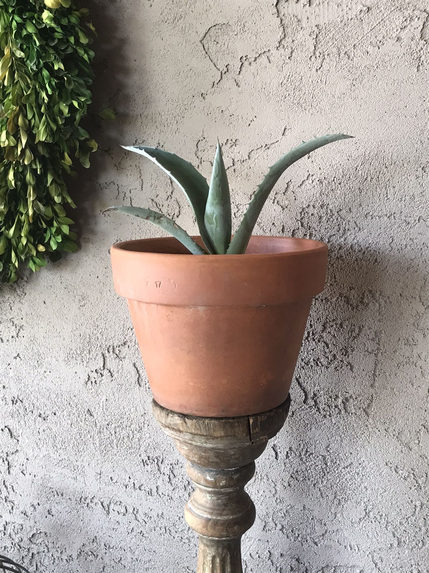 Drought Tolerant Americana Agave With Clay Plante