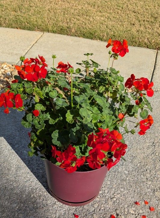 Large Geranium Plant