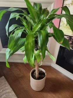 Healthy 41" Dracaena (Corn Plant) – Includes Decorative ceramic Pot