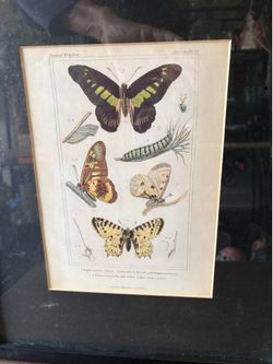 (4 ) BEAUTIFULLY FRAMED ” BUTTERFLY “ PICTURES ! ALL 4  FOR ONE TOTAL PRICE - EXLNT - reduced price for FAST SALE 👍👍 FIRST COME FIRST SERVE !!!