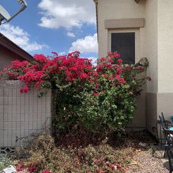 Tree Trimmings For Sale! 