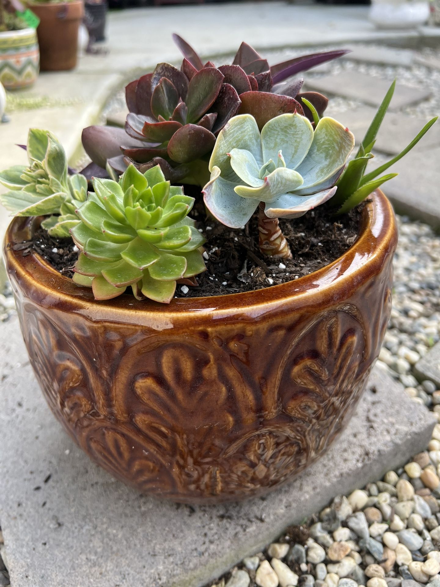 Large Beautiful Succulent