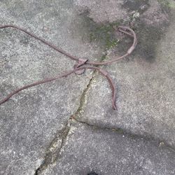 Tree Choker Cable
