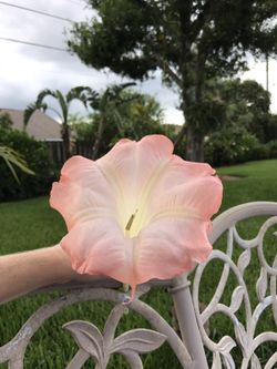Angel Trumpet Plants for sale