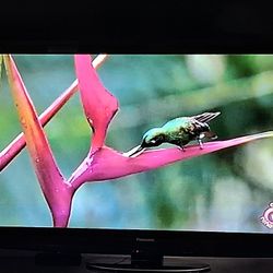Television, Panasonic, Smart TV 55"