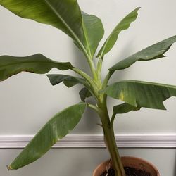 Planta De Plátano 