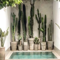 Cactus Mix, Succulent Potting, Organic And Natural, Decomposed Granite, 40lb Bag 