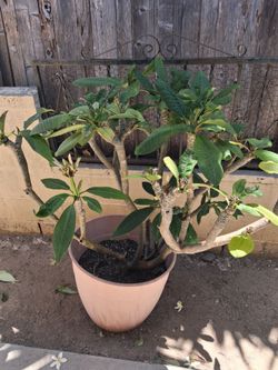 Maceta ,plumeria