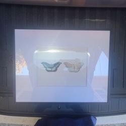 Butterfly / Moth Framed Art