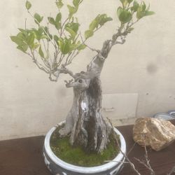 Bonsai Tree 