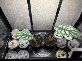 Silver Dragon Alocasia