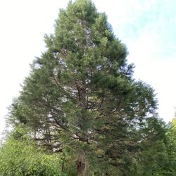 Sequoia Wood