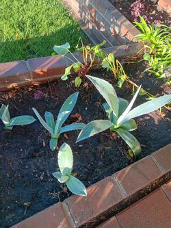 Agave plants.