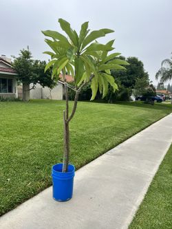 Plumeria Tree White Flowers 
