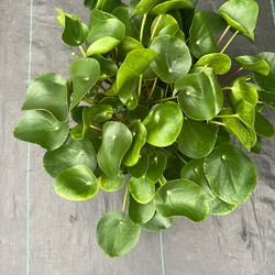 Chinese Money Plant 6 Inch Pot