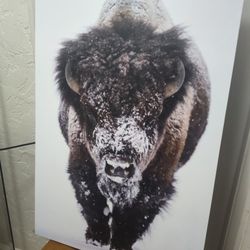 American Bison Canvas Art Piece 