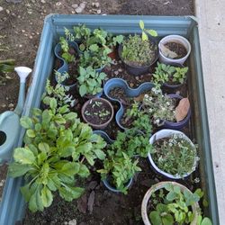 Planter Frame Metal