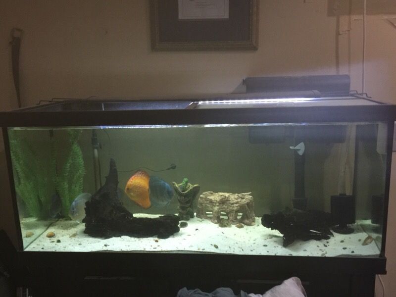 Pescera 75 galones incluye peces disco balorados en mas de $400.00 dolare ,filtro ,mesa y adornos todo esto por solo$500.00 dolares