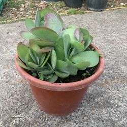 Flapjack Succulent Kalanchoe Plant 