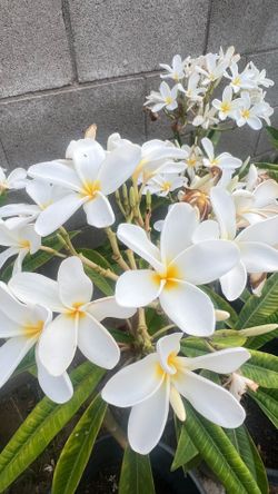 White plomeria