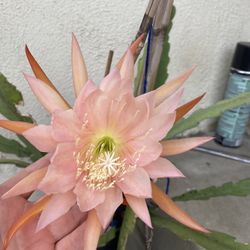 Epiphyllum Orchid Ca Tuz Blooming Plant, In 1 Gallón Pot Pick Up Only