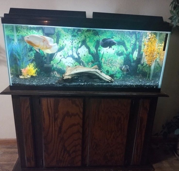 Aquarium Setup