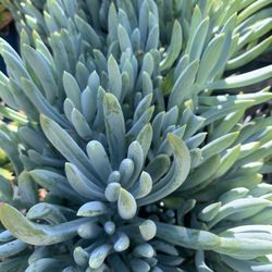 Succulent 4” Potted Rooted Plants 