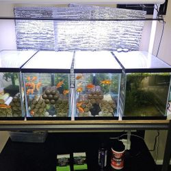 Aquarium Quarantine Setup w/ Four 10 Gallon Tanks