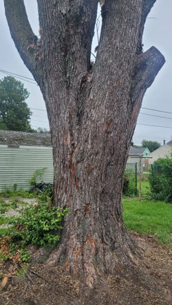 HUGE MAPLE TREE TRUNK  *** FREE ***